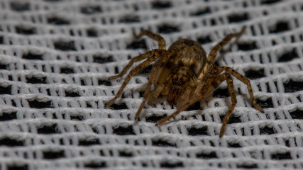 Spinne auf Vorhang
