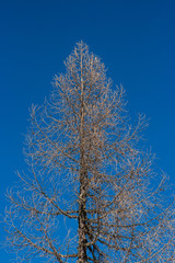 Tree with naked branches on a blue sky background, near Cortina D'Ampezzo, Dolomites, Italy