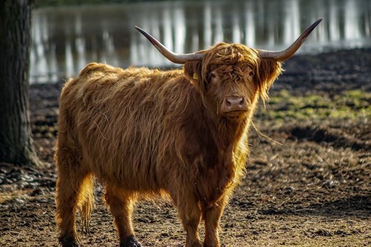 Portrait geh&ouml;rntes schottisches Hochland Rind im Sonnenschein auf einer Weide in der Uckermark