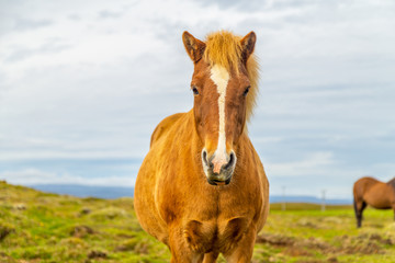 Obraz premium Horses on a meadow, Iceland landscape