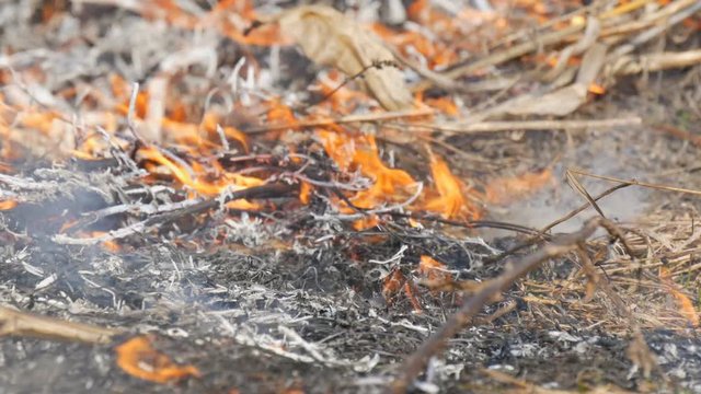 Burning grass and branches close up view. Dangerous wild fire in nature