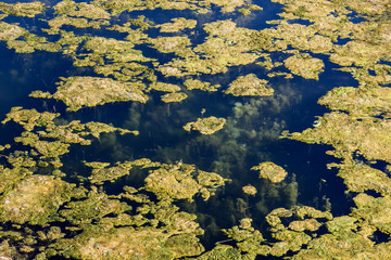 Green algae on surface of the lake. 