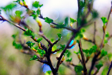 branch with green leaves