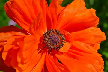orange flower
