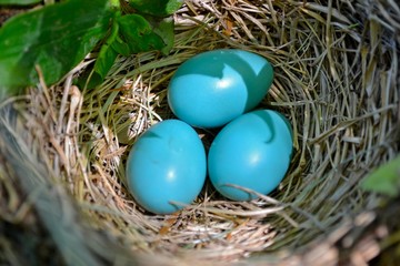  Blue Robin eggs