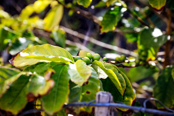 Coffee grains on green plant 