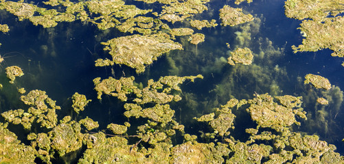 Green algae on surface of the lake.