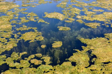 Green algae on surface of the lake.