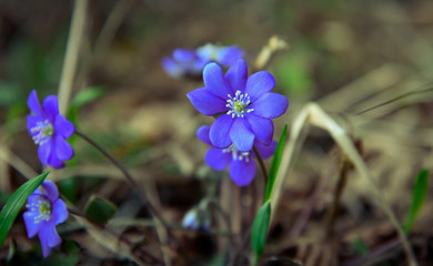 Beautiful spring blue flowers in the forest. Anemone hepatic