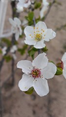 flower of cherry plum