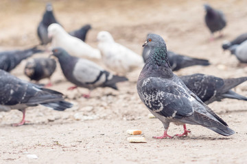 pigeons pecking bread