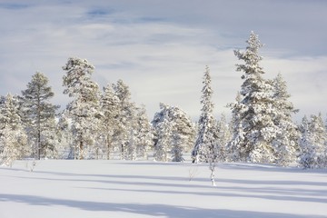 Snowy spruce forest on a white background