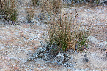 Grass  covered by natural white salt crystals on the pink salt flat on the shore of salty lake of Torrevieja, Spain