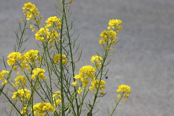 Fototapeta premium 갓나물 꽃