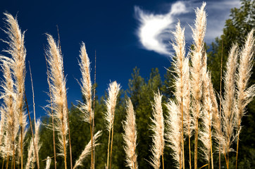 Obraz premium A group of pampas grass flowers recieve the morning light of the sun.