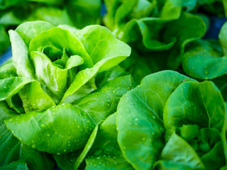 The freshness of the cabbage vegetable