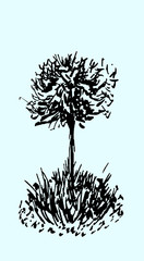 Tree sketch.Vintage illustration, engraved style. Hand drawn ink. Back line drawing Isolated on light blue background. For landscape, park, outdoors design.