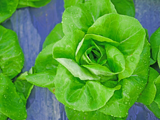 Closeup cabbage vegetable