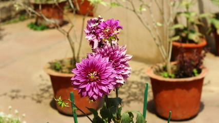 View of Dahlia flower in a bright day