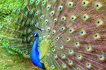 Obraz premium The eyes of the tail of a peacock in full display