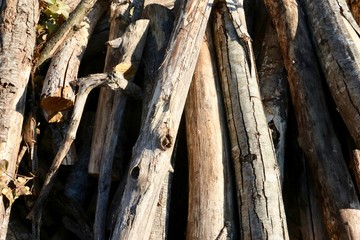 Naklejka premium Natural tree wood
