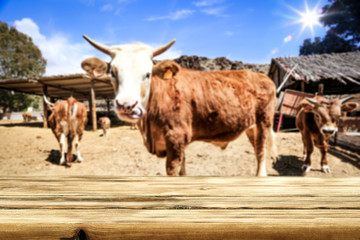 Wooden desk of free space and farm background with cows. 