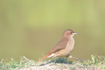 hornero