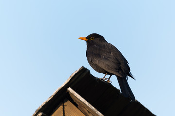 A Blackbird Standing on a Roof in the Morning Sun