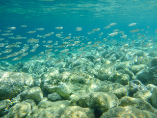 UNDERWATER view a small fish flock in the turquoise clear water and white pebbles scattered off the seabed of the Antisamos bay, Kefalonia island, Ionian Sea, Greece.