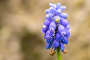 Purple Irish Flower