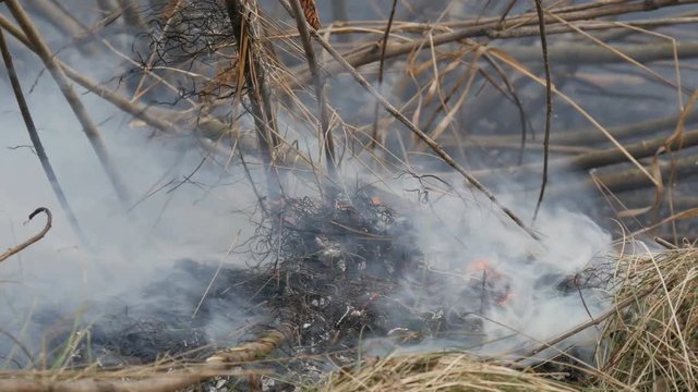 Burning dry grass and branches close up view. Dangerous wild fire in nature