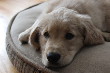 golden retriever dog lying on bed