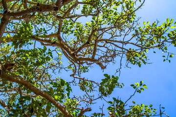 branches of a tree crown against the sky