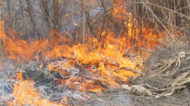 Dangerous wild fire in nature, burns dry grass. Burnt black grass in a forest glade
