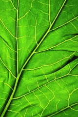 Fototapeta na wymiar Macro photo of the underside of an acanthus leaf (Acanthus mollis)