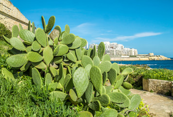 Opuntia cactus against the sky