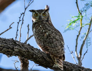 great horned owl