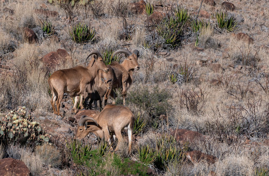 herd of aoudad 