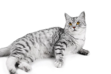 beautiful gray scottish cat isolated on white background. horizontal photo.