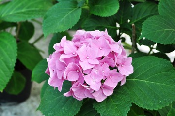 pink tender flower hydrangea