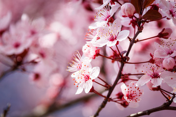 Spring blossom sakura. Background with pink blooming tree. Beautiful nature scene with flowers