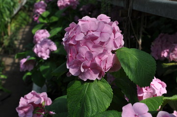 pink tender flower hydrangea
