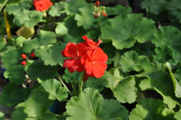 delicate red geranium flower