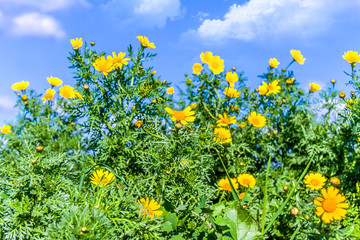 yellow daisy flowers against the sky landscape