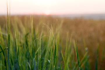 green wheat field and sunny day