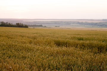 green wheat field and sunny day