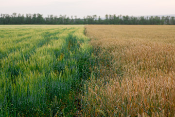 green wheat field and sunny day