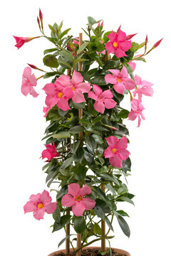 Dipladenia