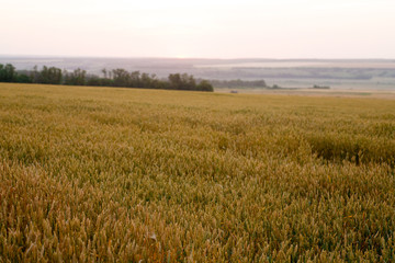 green wheat field and sunny day