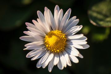 Fototapeta premium Macro shot of daisy flower or bellis perennis on the meadow